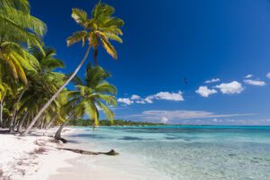 Coconut Palm trees on white sandy beach in Saona island, Dominican Republic.