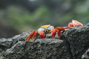 Galapagos red rock crab in Isabela island, Galapagos Islands, Ecuador