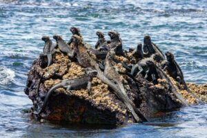 Galapagos Marine Iguana, a species of iguana found only on the Galapagos Islands, Ecuador. Unique among lizards, it is a marine reptile that has the ability to forage in the sea for algae, which makes up almost all of its diet.