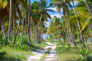 ground road in the jungle. Dominican republic.