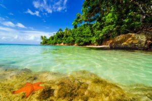Starfish in Caribbean water next to a lush green island in San Andres y Providencia, Colombia