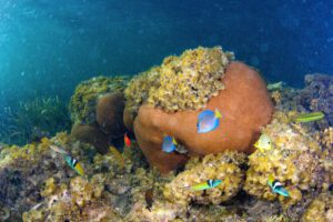 Underwater photo of coral reef with tropical fishes in Dominican Republic