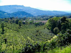 view-of-a-coffee-plantation-in-panama-2022-11-03-12-31-15-utc